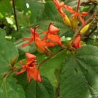 Helicteres isora L.